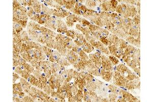 Immunohistochemistry analysis of parafffin-embedded mouse heart using Desmin Monoclonal Antibody at dilution of 1:300. (Desmin 抗体)
