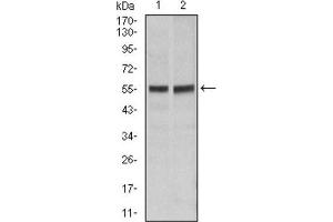 Western Blotting (WB) image for anti-TNF Receptor Superfamily, Member 6 (FAS) antibody (ABIN1845668) (FAS 抗体)