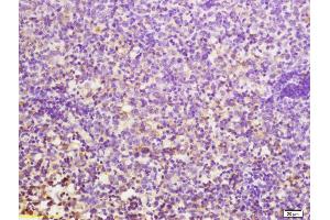 Formalin-fixed and paraffin embedded mouse lymphoma tissue labeled with Anti-CD24 Polyclonal Antibody, Unconjugated (ABIN1385707) at 1:200 followed by conjugation to the secondary antibody (CD24 抗体  (AA 27-53))