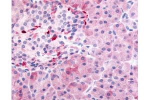Anti-PDE7B antibody IHC of human pancreas. (PDE7B 抗体  (N-Term))