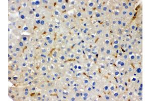 Anti- BMP5 Picoband antibody, IHC(P) IHC(P): Mouse Liver Tissue (BMP5 抗体  (C-Term))