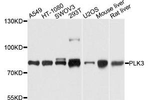 Western blot analysis of extracts of various cells, using PLK3 antibody. (PLK3 抗体)
