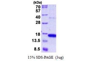 SDS-PAGE (SDS) image for Golgin A7 (GOLGA7) (AA 1-137) protein (His tag) (ABIN5852949) (Golgin A7 Protein (GOLGA7) (AA 1-137) (His tag))