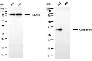 Western blotting analysis using caspase 6 antibody (ABIN7797902). (Recombinant Caspase 6 抗体)