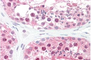 ABIN184996 (5µg/ml) staining of paraffin embedded Human Testis. (GPS1 抗体  (C-Term))