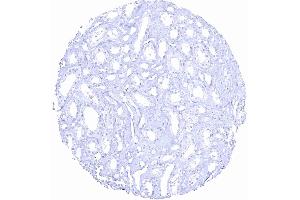 Kidney medulla (Recombinant Prostate Specific Antigen 抗体  (AA 150-250))