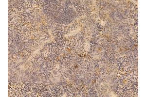 ALDH3B2 Mouse Monoclonal Antibody at 1/100 staining mouse spleen tissue by IHC-P. (ALDH3B2 抗体  (C-Term))