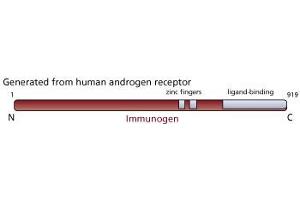 Image no. 1 for anti-Androgen Receptor (AR) antibody (ABIN967444) (Androgen Receptor 抗体)