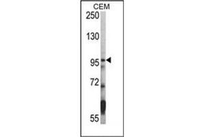 Image no. 1 for anti-Histone Deacetylase 7 (HDAC7) (C-Term) antibody (ABIN356651) (HDAC7 抗体  (C-Term))