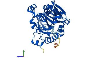 Protein Structure (PS) image for Spermidine Synthase (SRM) (AA 1-302) protein (His tag) (ABIN7557847)