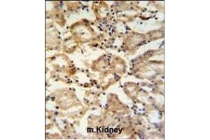 RHBG Antibody (C-term) (ABIN653937 and ABIN2843168) IHC analysis in formalin fixed and paraffin embedded mouse kidney tissue followed by peroxidase conjugation of the secondary antibody and DAB staining. (RHBG 抗体  (C-Term))