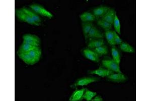 Immunofluorescence (IF) image for anti-Protein Phosphatase 1, Catalytic Subunit, alpha Isoform (PPP1CA) (AA 192-330), (Catalytic Subunit) antibody (ABIN7169304)