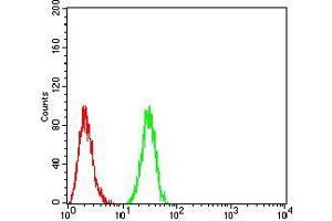 Flow cytometric analysis of HeLa cells using Rab3a mouse mAb (green) and negative control (red). (RAB3A 抗体  (AA 1-220))