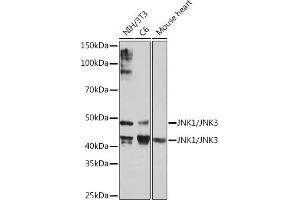 Western blot analysis of extracts of various cell lines, using JNK1/JNK3 Rabbit mAb (ABIN1678909, ABIN7101754, ABIN7101755 and ABIN7101756) at 1:1000 dilution. (JNK 抗体)