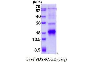 Image no. 1 for Polymerase (RNA) II (DNA Directed) Polypeptide I, 14.5kDa (POLR2I) (AA 1-125) protein (His tag) (ABIN1098469)