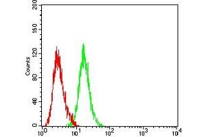 Flow cytometric analysis of HL-60 cells using CD5 mouse mAb (green) and negative control (red). (CD5 抗体  (AA 25-372))