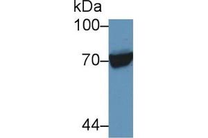 Detection of HSPA1L in Human Raji cell lysate using Polyclonal Antibody to Heat Shock 70 kDa Protein 1 Like Protein (HSPA1L) (HSPA1L 抗体  (AA 1-641))