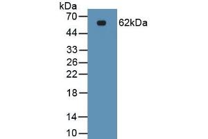 Western Blotting (WB) image for anti-Epithelial Cell Adhesion Molecule (EPCAM) (AA 24-264) antibody (ABIN7433381)