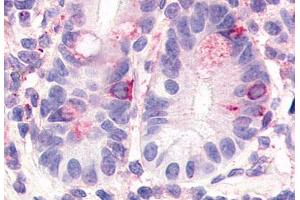 Anti-HNF4G antibody  ABIN1048955 IHC staining of human small intestine. (HNF4 gamma 抗体  (Internal Region))