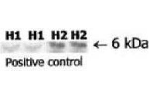 Image no. 1 for anti-Relaxin 2 (RLN2) antibody (ABIN191602) (Relaxin 2 抗体)