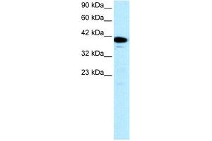 WB Suggested Anti-NFYA Antibody Titration: 0. (NFYA 抗体  (C-Term))
