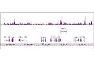 Boris / CTCFL antibody (pAb) tested by ChIP-Seq. (CTCFL 抗体  (N-Term))