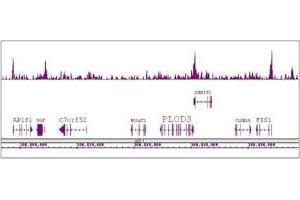 Boris / CTCFL antibody (pAb) tested by ChIP-Seq. (CTCFL 抗体  (N-Term))