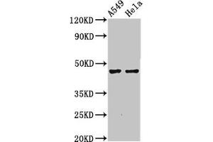 Western Blot Positive WB detected in: A549 whole cell lysate, Hela whole cell lysate All lanes: NMBR antibody at 4. (NMBR 抗体  (AA 1-41))