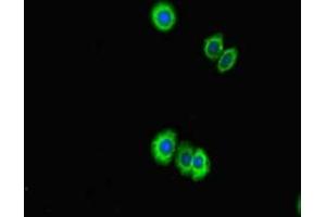 Immunofluorescent analysis of HepG2 cells using ABIN7158094 at dilution of 1:100 and Alexa Fluor 488-congugated AffiniPure Goat Anti-Rabbit IgG(H+L)