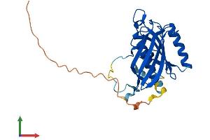 AlphaFold protein structure predicition of Human Recombinant THEM5 Protein, UniprotID Q8N1Q8