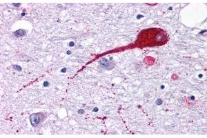 Image no. 1 for anti-Neuromedin U Receptor 2 (NMUR2) (Cytoplasmic Domain) antibody (ABIN1049107) (NMUR2 抗体  (Cytoplasmic Domain))