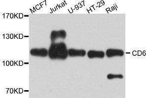 Western blot analysis of extract of various cells, using CD6 antibody. (CD6 抗体)