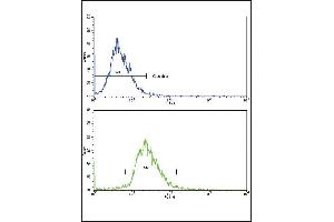 Flow Cytometry (FACS) image for anti-CD82 (CD82) (AA 239-267), (C-Term) antibody (ABIN390184)