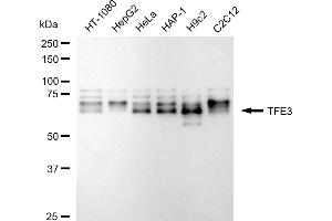 Western blotting analysis using TFE3 antibody (ABIN7800594). (Recombinant TFE3 抗体)