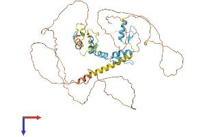 ZIC2 Protein (ZIC2) (AA 1-532) (His tag)