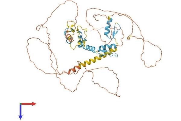 ZIC2 Protein (ZIC2) (AA 1-532) (His tag)