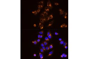 Immunofluorescence analysis of MCF7 cells using [KO Validated]  Rabbit mAb (ABIN7265466) at dilution of 1:25 (40x lens). (Adenylate Kinase 2 抗体)