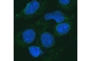 IF analysis of ERP29 using anti-ERP29 antibody (ABIN7601342). (ERP29 抗体  (AA 33-196))