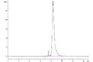 The purity of Cynomolgus CD27 is greater than 95 % as determined by SEC-HPLC. (CD27 Protein (AA 21-192) (His tag))