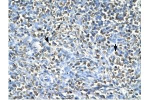 ASGR2 antibody was used for immunohistochemistry at a concentration of 4-8 ug/ml to stain Spleen cells (arrows) in Human Spleen. (Asialoglycoprotein Receptor 2 抗体  (N-Term))