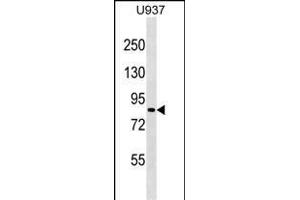 ZN Antibody (N-term) (ABIN1539005 and ABIN2849354) western blot analysis in  cell line lysates (35 μg/lane). (ZNF225 抗体  (N-Term))