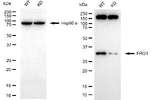 Western blotting analysis using FRG1 antibody (ABIN7798662). (Recombinant FRG1 抗体)