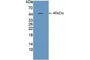 Detection of Recombinant MSE, Human using Polyclonal Antibody to Enolase 3 (ENO3) (ENO3 抗体  (AA 1-391))