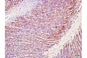Paraformaldehyde-fixed, paraffin embedded rat stomach tissue Antigen retrieval by boiling in sodium citrate buffer(pH6) for 15min Block endogenous peroxidase by 3% hydrogen peroxide for 30 minutes Blocking buffer (normal goat serum) at 37°C for 20min Antibody incubation with Rabbit Anti-MUC5AC Polyclonal Antibody, Unconjugated  at 1:400 overnight at 4°C, followed by a conjugated secondary and DAB staining (MUC5AC 抗体  (AA 601-700))