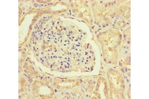 Immunohistochemistry of paraffin-embedded human kidney tissue using ABIN7156025 at dilution of 1:100 (HIF1AN 抗体  (AA 2-254))
