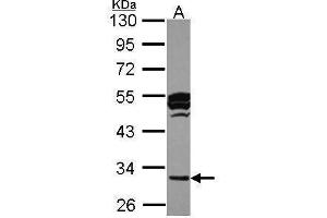 WB Image Sample (30 ug of whole cell lysate) A: HCT116 10% SDS PAGE antibody diluted at 1:1000 (CTSO 抗体)