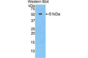 Western Blotting (WB) image for anti-Transcription Factor A, Mitochondrial (TFAM) (AA 43-243) antibody (ABIN1860703)