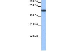 WB Suggested Anti-METAP2 Antibody Titration: 0. (METAP2 抗体  (N-Term))