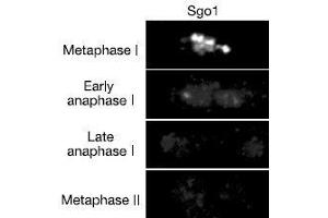 Immunofluorescence (IF) image for anti-Shugoshin 1 (SGOL1) antibody (ABIN2452123) (Shugoshin 抗体)