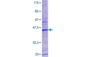LYSMD3 Protein (AA 1-127) (GST tag)